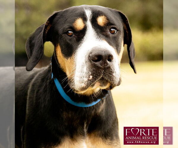 Medium Photo #9 Greater Swiss Mountain Dog Puppy For Sale in Marina del Rey, CA, USA