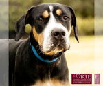Small #8 Greater Swiss Mountain Dog