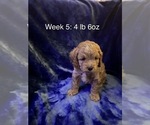 Puppy Puppy 2 Cockapoo