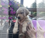 Small #2 Golden Labrador