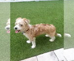 Small #2 Shih Tzu Mix