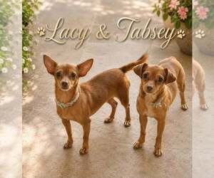 Chihuahua-Unknown Mix Dogs for adoption in Morganville, NJ, USA