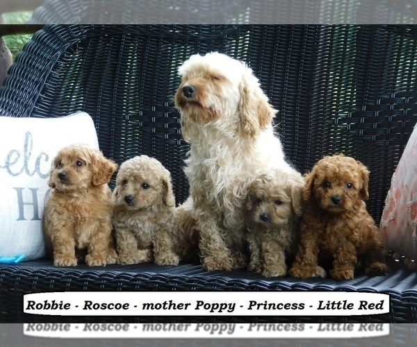 Medium Photo #6 Cock-A-Poo Puppy For Sale in CLARKRANGE, TN, USA