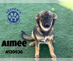 German Shepherd Dog-Unknown Mix Dogs for adoption in HESPERIA, CA, USA