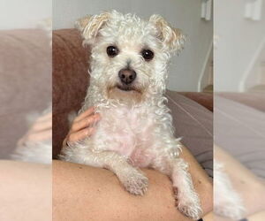 Mutt Dogs for adoption in San Diego, CA, USA