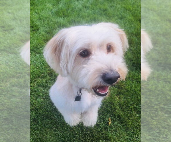 Medium Photo #1 Unknown-Wheaten Terrier Mix Puppy For Sale in Mundelein, IL, USA