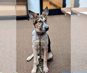 Mutt Dogs for adoption in Paso Robles, CA, USA