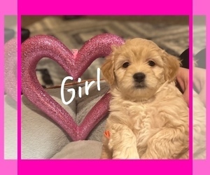 Goldendoodle-Poodle (Miniature) Mix Puppy for sale in MINNEAPOLIS, MN, USA