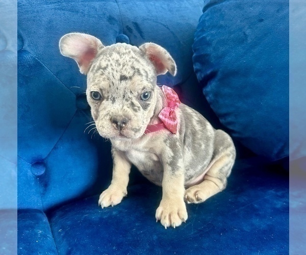 Medium Photo #4 French Bulldog Puppy For Sale in HAYWARD, CA, USA