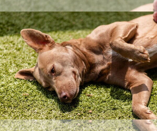 Medium Photo #3 Australian Kelpie-Unknown Mix Puppy For Sale in Canton, CT, USA