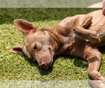 Small #2 Australian Kelpie Mix