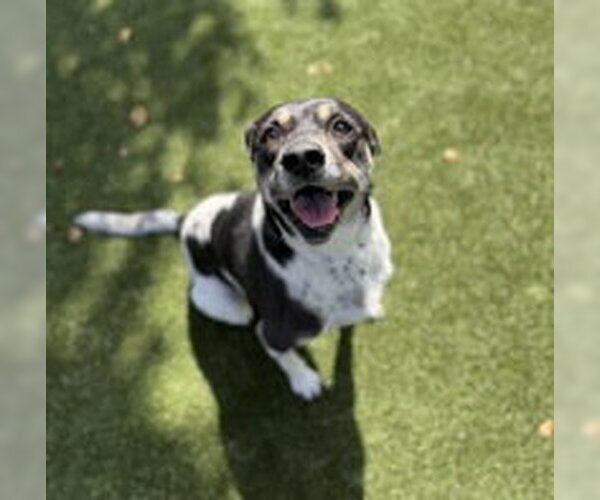 Medium Photo #1 Rat Terrier Puppy For Sale in Salinas, CA, USA