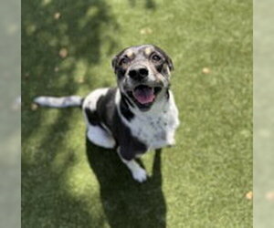 Rat Terrier Dogs for adoption in Salinas, CA, USA