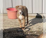 Small #1 American Pit Bull Terrier-Doberman Pinscher Mix