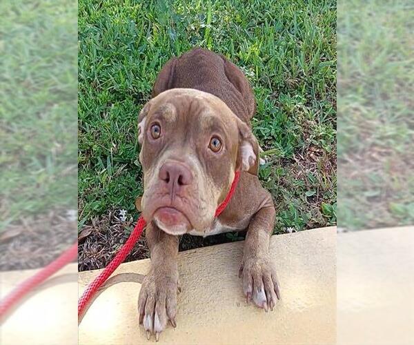 Medium Photo #1 American Staffordshire Terrier Puppy For Sale in Fort Lauderdale, FL, USA