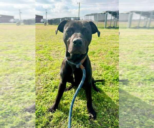 Medium Photo #2 Mutt Puppy For Sale in Abbeville, LA, USA