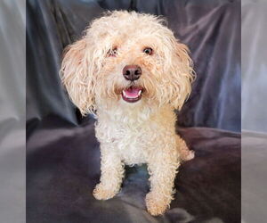 Poodle (Toy) Dogs for adoption in Albuquerque, NM, USA