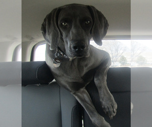 Father of the Weimaraner puppies born on 11/19/2025