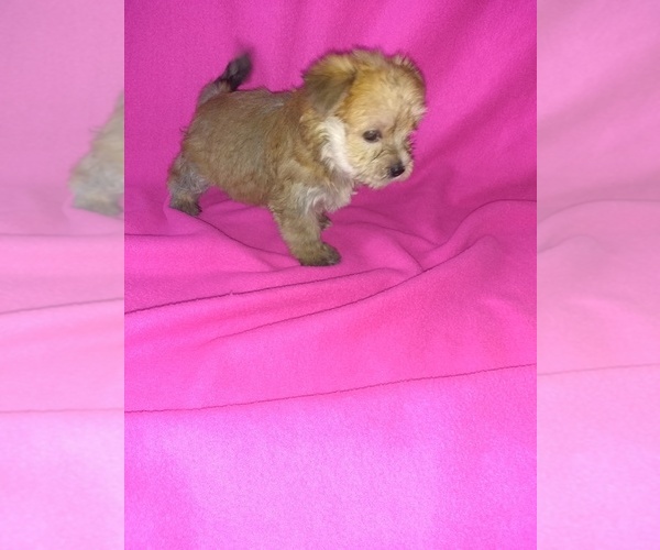 Medium Photo #11 Morkie Puppy For Sale in LAPEER, MI, USA