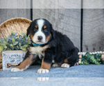 Small Photo #21 Bernese Mountain Dog Puppy For Sale in SHREVE, OH, USA