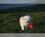 Small Photo #2 English Cream Golden Retriever Puppy For Sale in BURLEY, ID, USA