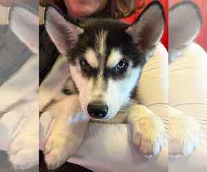 Siberian Husky Dogs for adoption in Matawan, NJ, USA