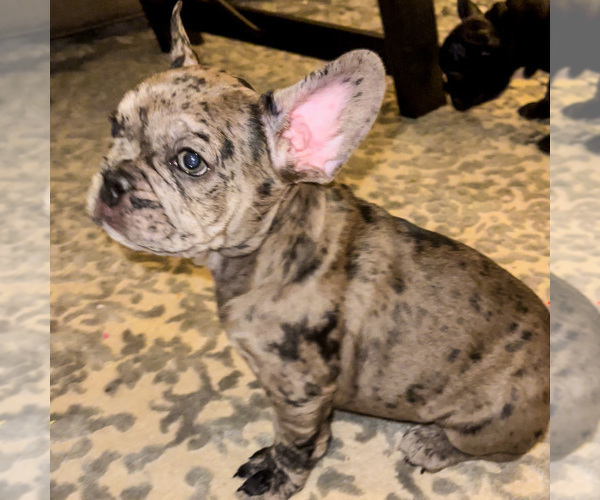 Medium Photo #8 French Bulldog Puppy For Sale in GIG HARBOR, WA, USA