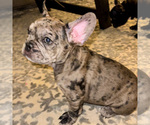 Small Photo #8 French Bulldog Puppy For Sale in GIG HARBOR, WA, USA
