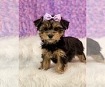 Small #6 Yorkshire Terrier