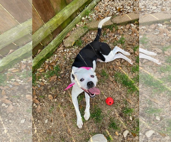 Medium Photo #3 Australian Shepherd-Bull Terrier Mix Puppy For Sale in Oakhurst, NJ, USA