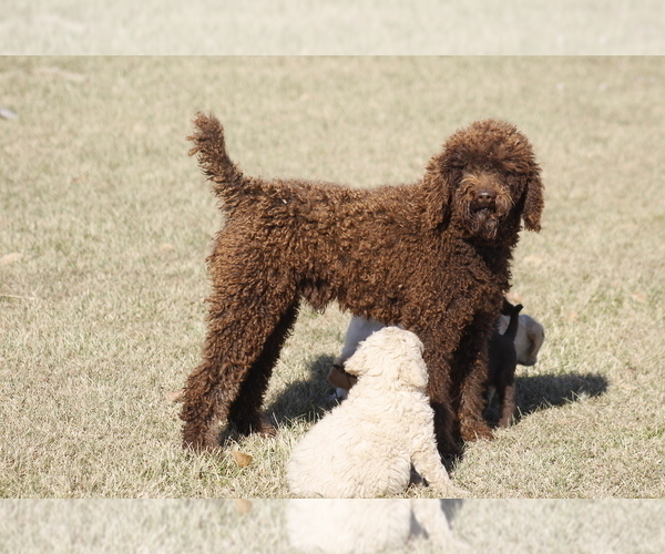 Medium Photo #1 Goldendoodle Puppy For Sale in MEMPHIS, MO, USA