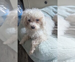 Poodle (Toy) Puppy for sale in GOSHEN, IN, USA