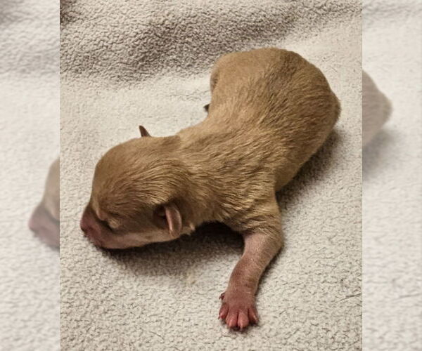 Medium Photo #4 Chihuahua-Unknown Mix Puppy For Sale in Olalla, WA, USA