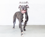 Small #1 American Pit Bull Terrier