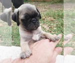 Small Photo #2 Pug Puppy For Sale in ROUND ROCK, TX, USA