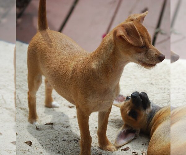 Medium Photo #14 Chihuahua-Unknown Mix Puppy For Sale in Spring, TX, USA