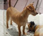 Small Photo #14 Chihuahua-Unknown Mix Puppy For Sale in Spring, TX, USA