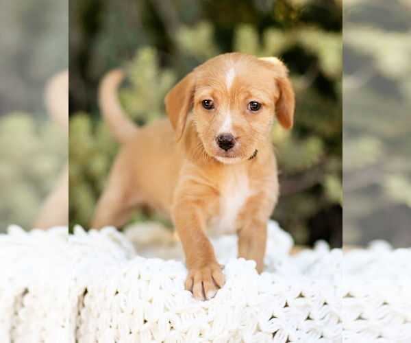 Medium Photo #1 Dachshund Puppy For Sale in Corona, CA, USA