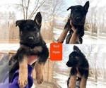 Small Photo #5 German Shepherd Dog Puppy For Sale in STACY, MN, USA