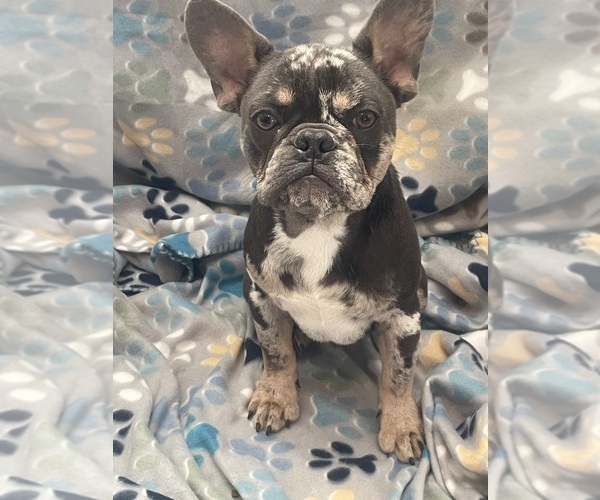 Medium Photo #1 French Bulldog Puppy For Sale in PHOENIX, AZ, USA