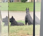 Small #33 Schnauzer (Giant)