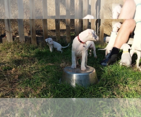 Medium Photo #6 Dogo Argentino Puppy For Sale in KATY, TX, USA