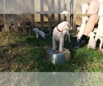 Small Photo #6 Dogo Argentino Puppy For Sale in KATY, TX, USA