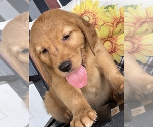 Golden Retriever Puppy for sale in EXETER, CA, USA