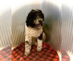 Small Photo #1 Poodle (Standard) Puppy For Sale in MARENGO, WI, USA