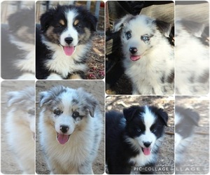 Australian Shepherd Puppy for Sale in ACTON, California USA