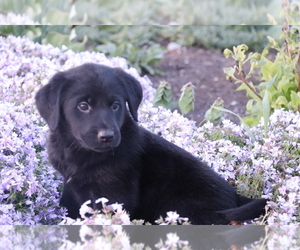 Golden Retriever-Mutt Mix Puppy for sale in SHILOH, OH, USA