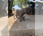Small Photo #3 American Bully-American Pit Bull Terrier Mix Puppy For Sale in ZEPHYR, TX, USA