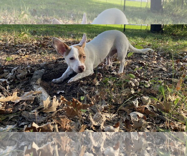 Medium Photo #5 Chihuahua-Welsh Corgi Mix Puppy For Sale in Princeton, MN, USA