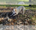 Small #4 Chihuahua-Welsh Corgi Mix